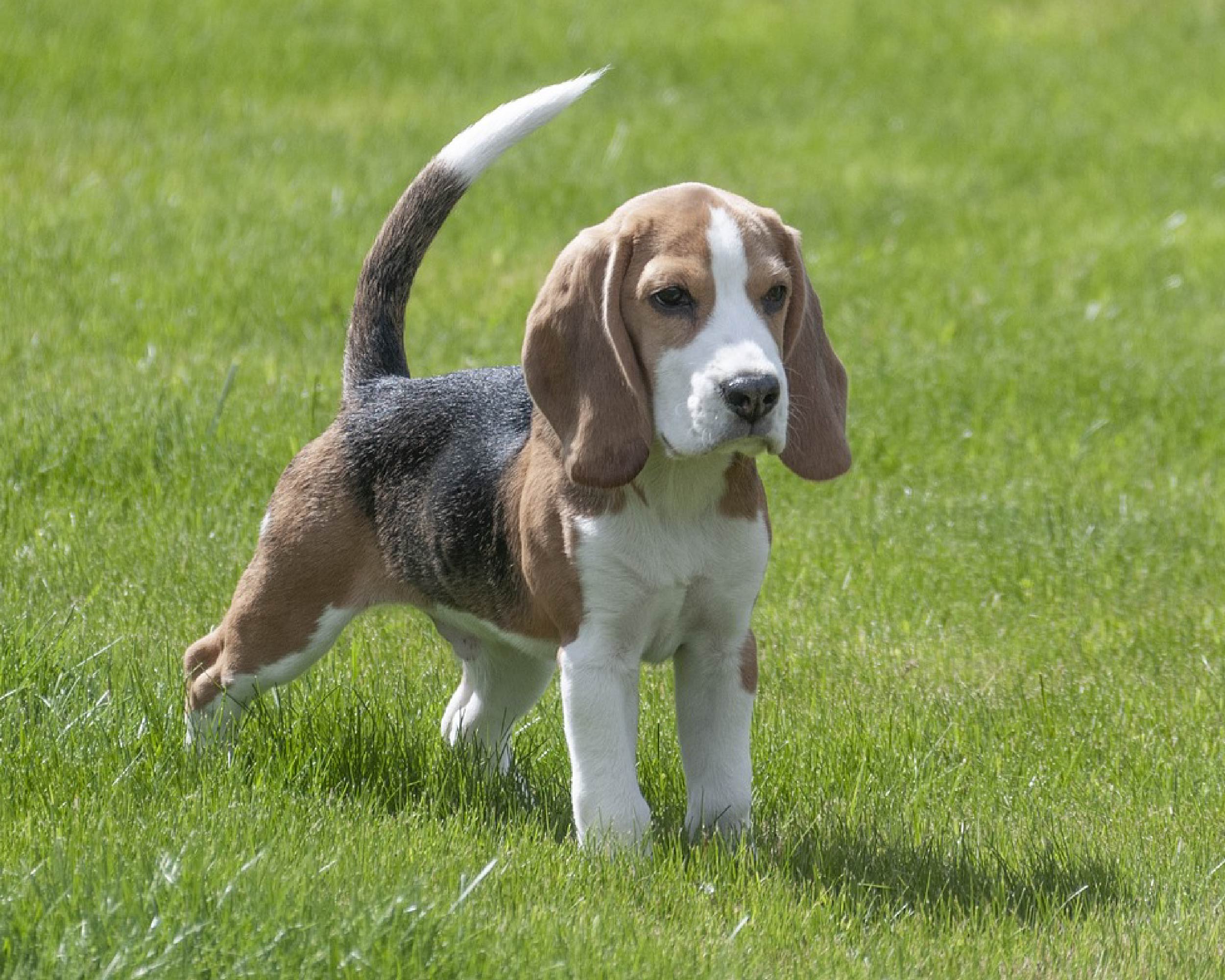 BEAGLE_PUPPIESTAR