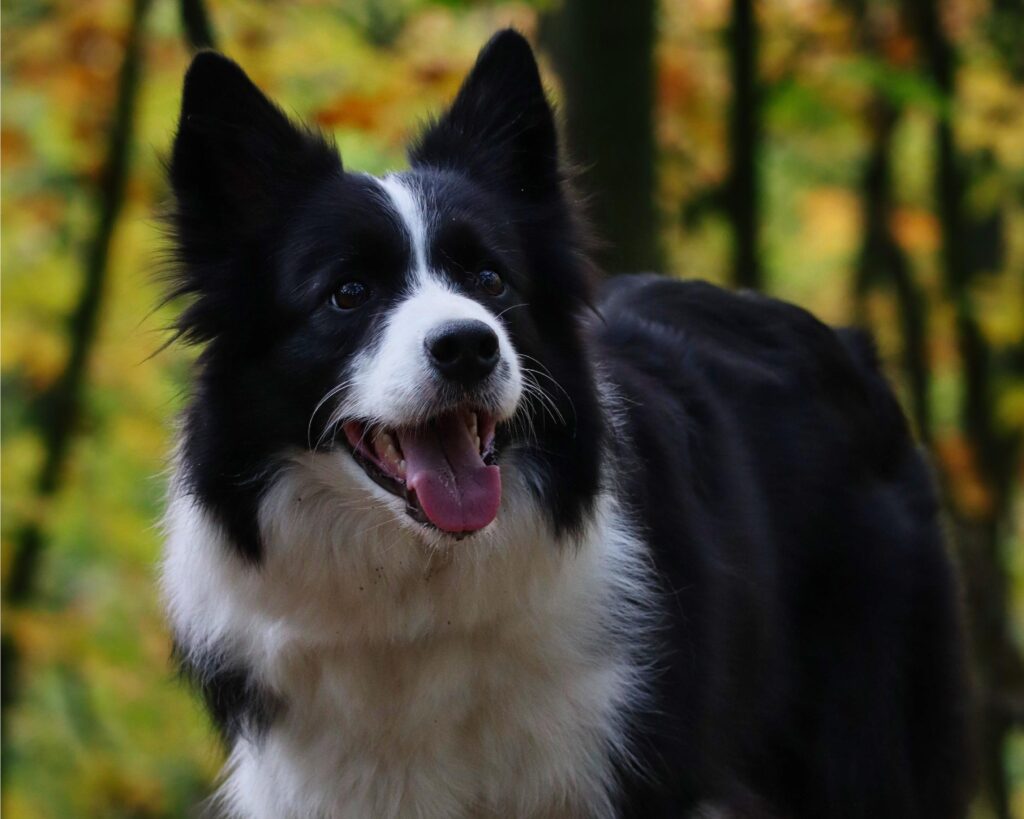 BORDER COLLIE_PUPPIESTAR