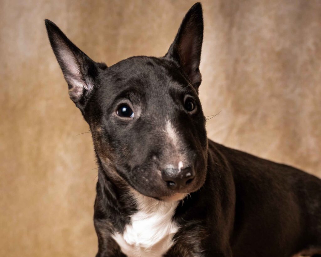 BULL TERRIER_PUPPIESTAR