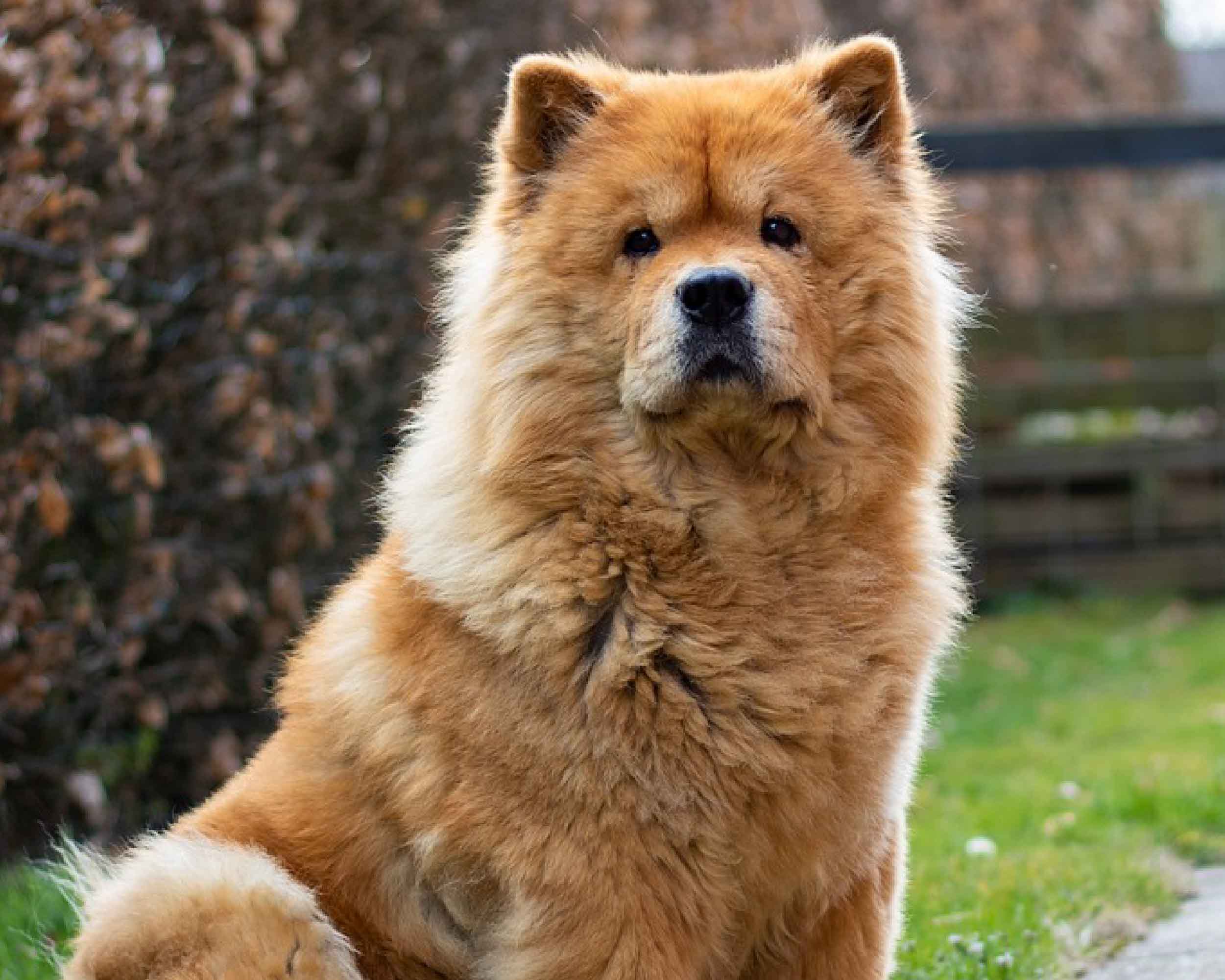 CHOW CHOW_PUPPIESTAR