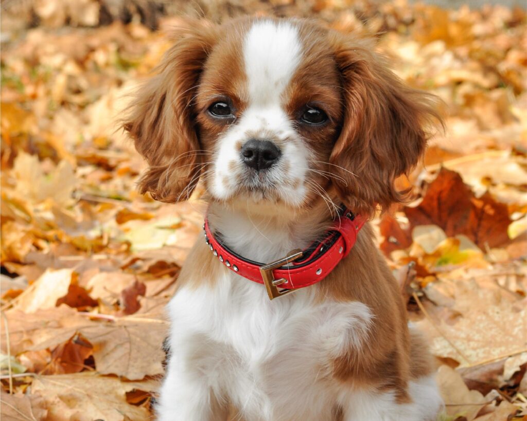 COCKER SPANIEL AMERICANO_PUPPIESTAR