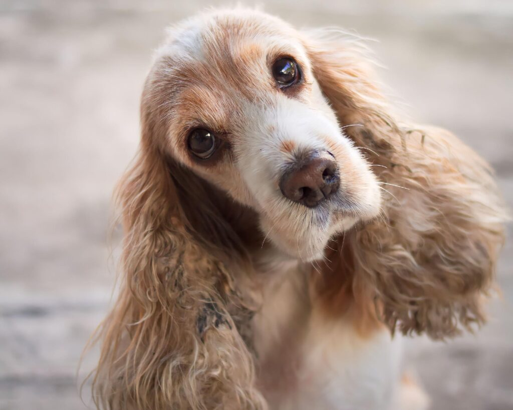 COCKER SPANIEL INGLES_PUPPIESTAR