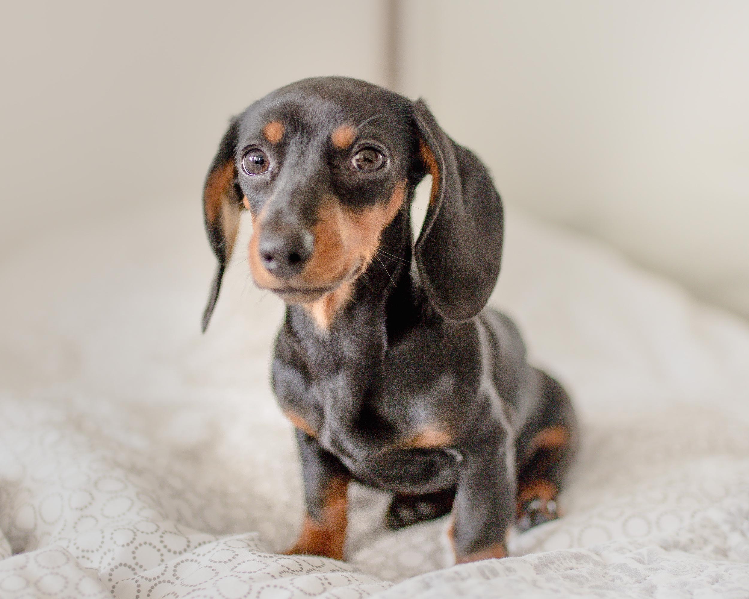 DACHSHUND_PUPPIESTAR