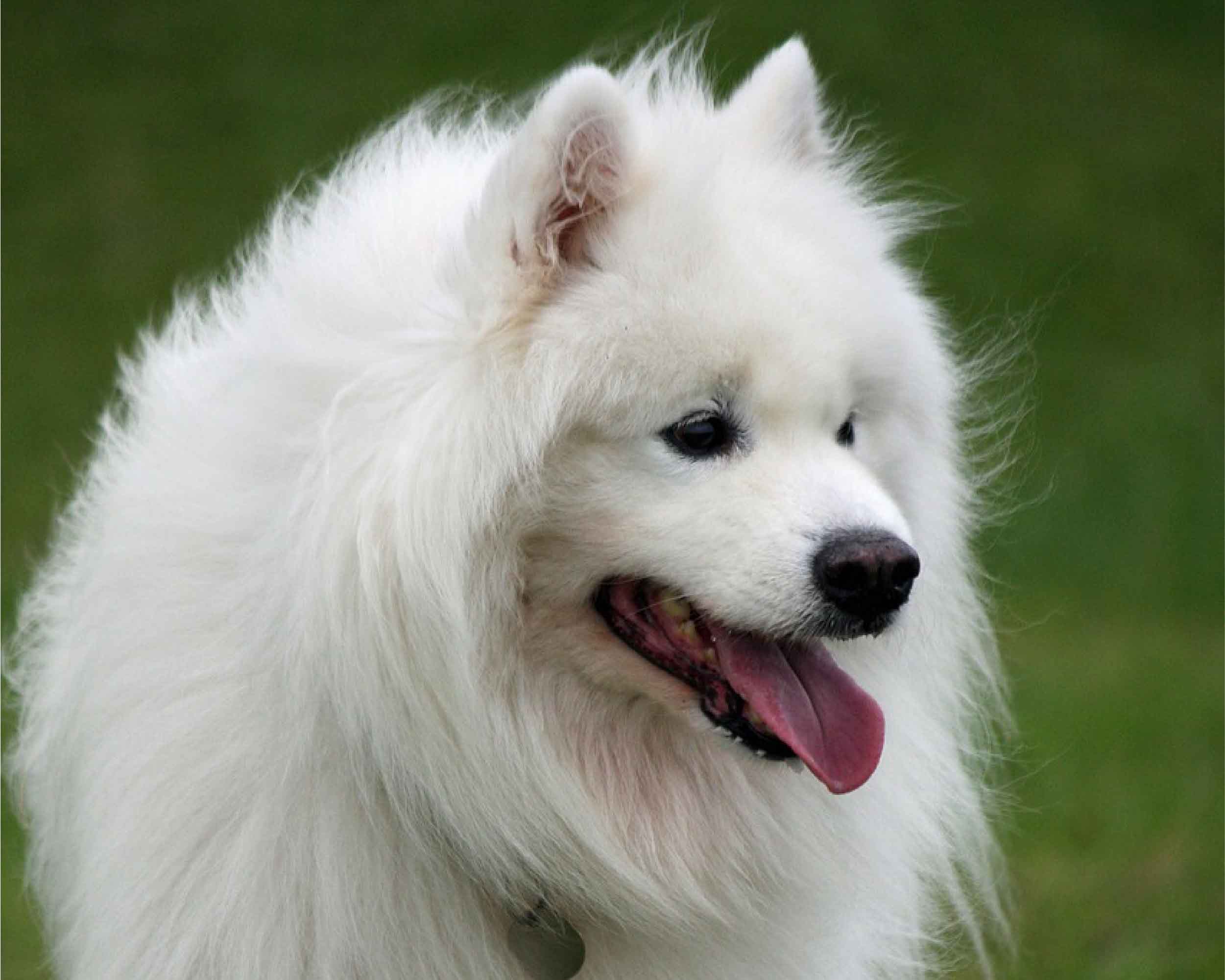 SAMOYEDO_PUPPIESTAR