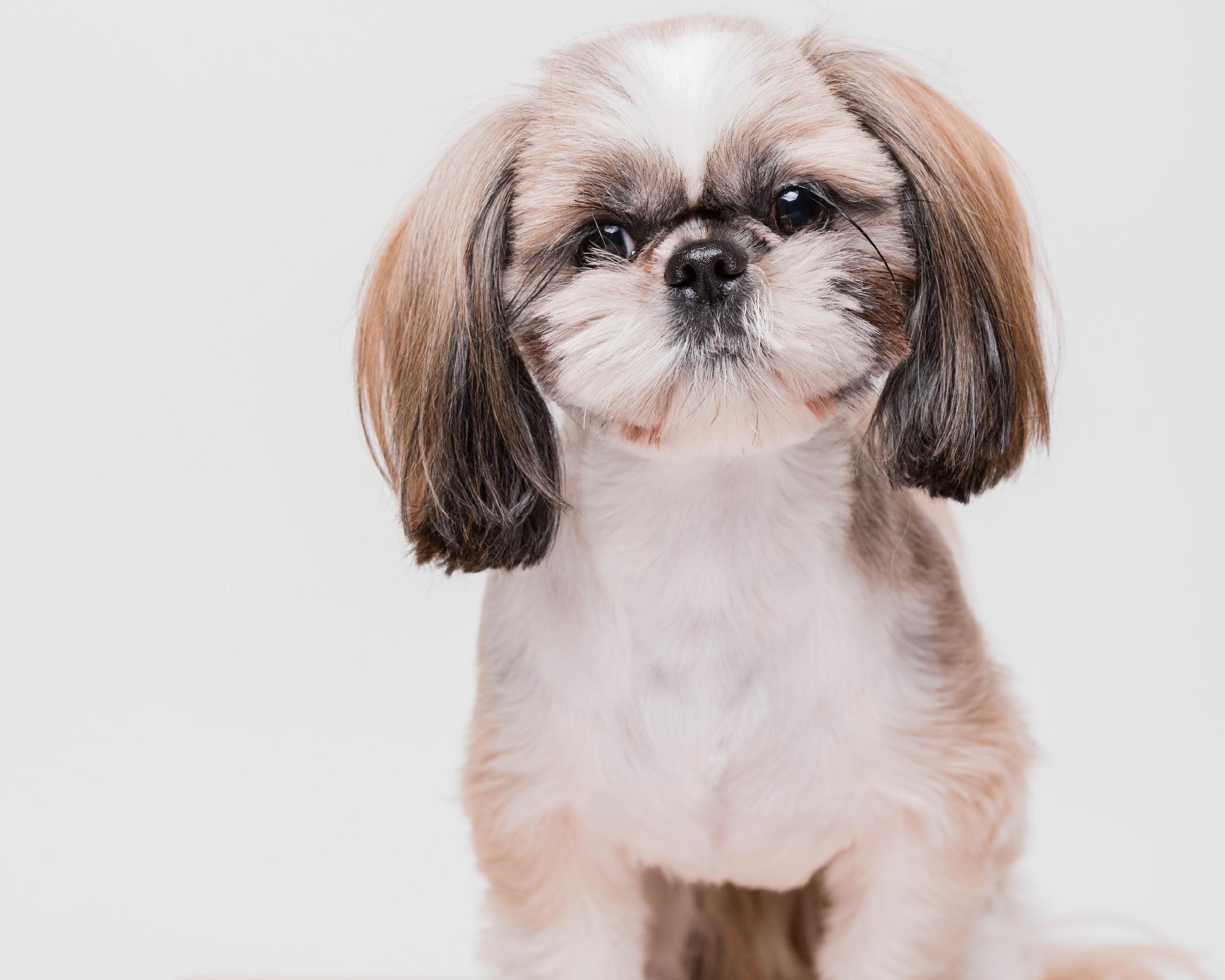 SHIH TZU_PUPPIESTAR