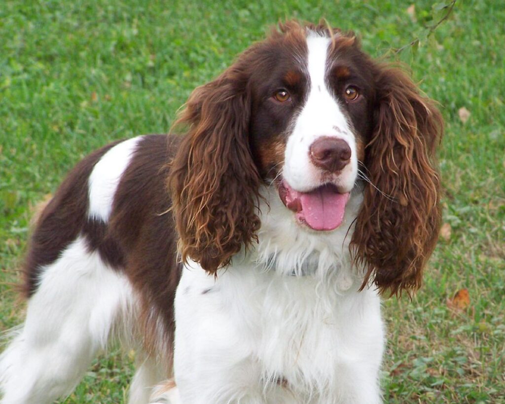 SPRINGER SPANIEL_PUPPIESTAR