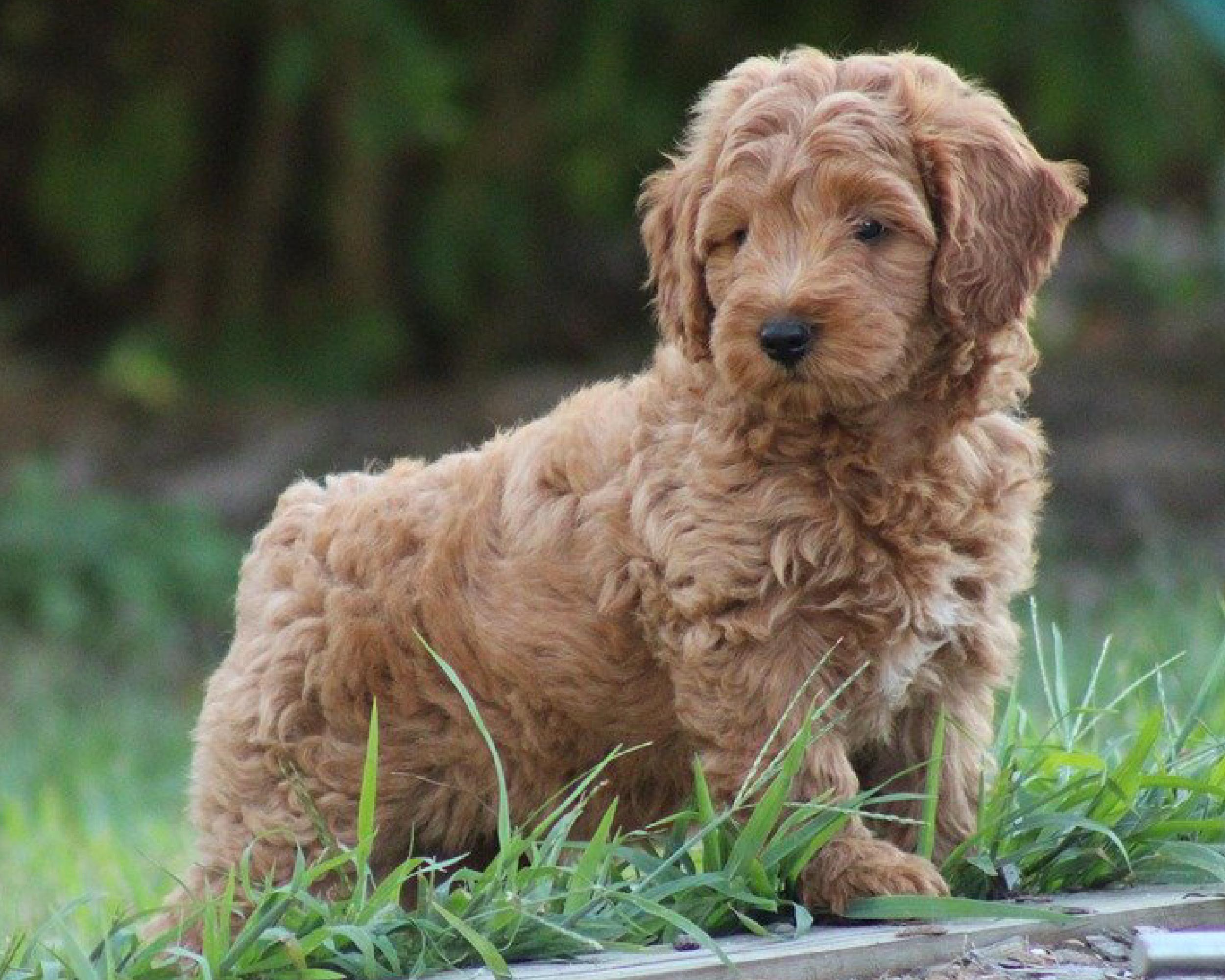 GOLDENDOODLE_PUPPIESTAR