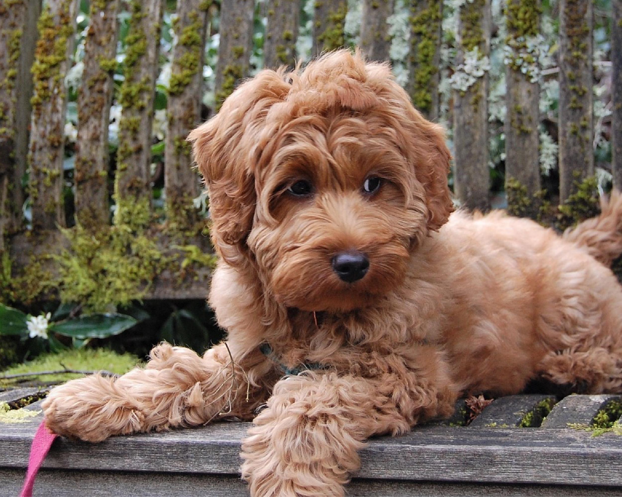 LABRADOODLE_PUPPIESTAR