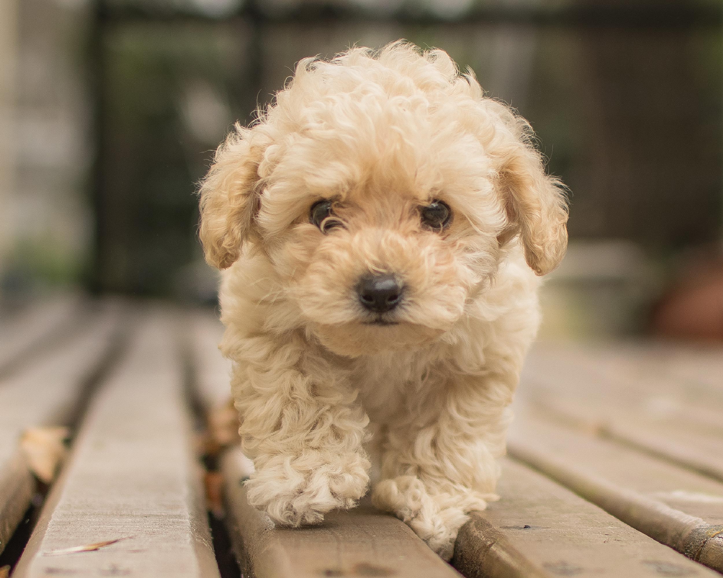 MALTIPOO_PUPPIESTAR